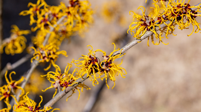 A witch hazel flowers with unusual cactus-like blooms.