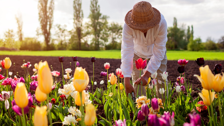 Person picking tulips from a home garden