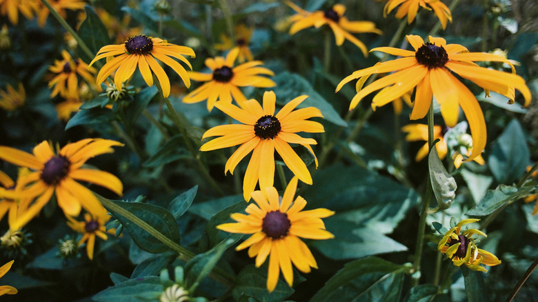 Black-eyed Susan in full bloom in someone's garden