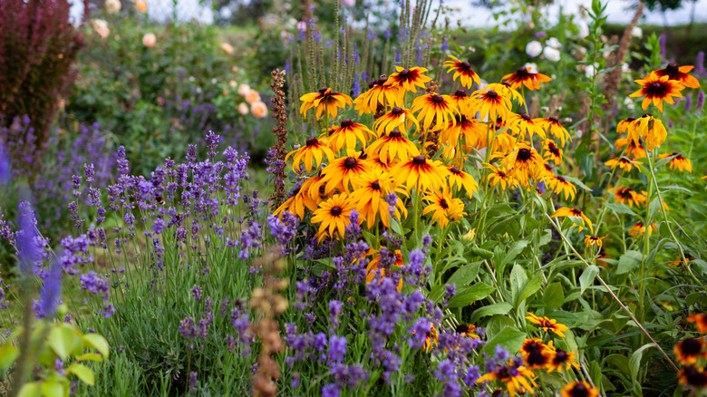 Black-eyed Susan flowering and thriving in a garden