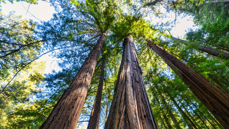 Tall coastal redwood trees in a forest