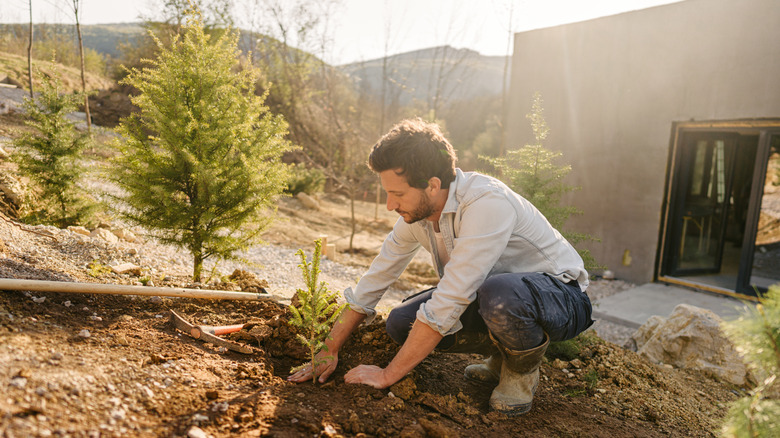 A man planting a tree in a hilly backyard