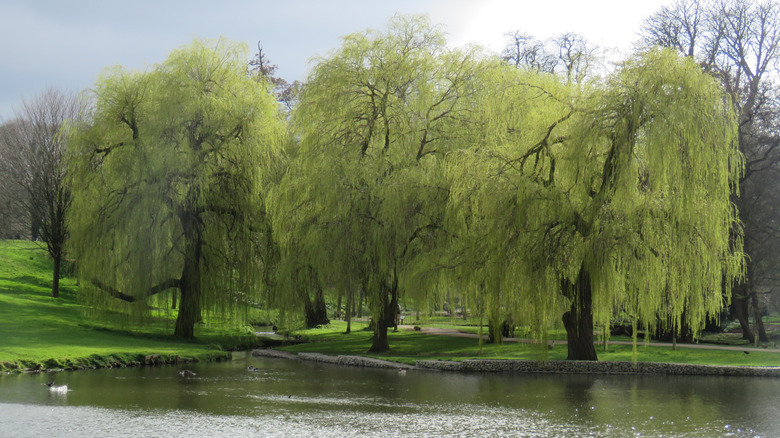 Three willows with full green branches on a pond