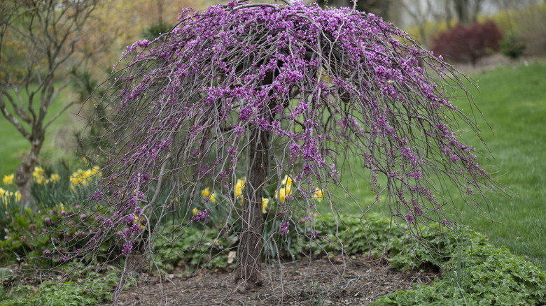 A weeping eastern redbud tree with pink flowers in a garden
