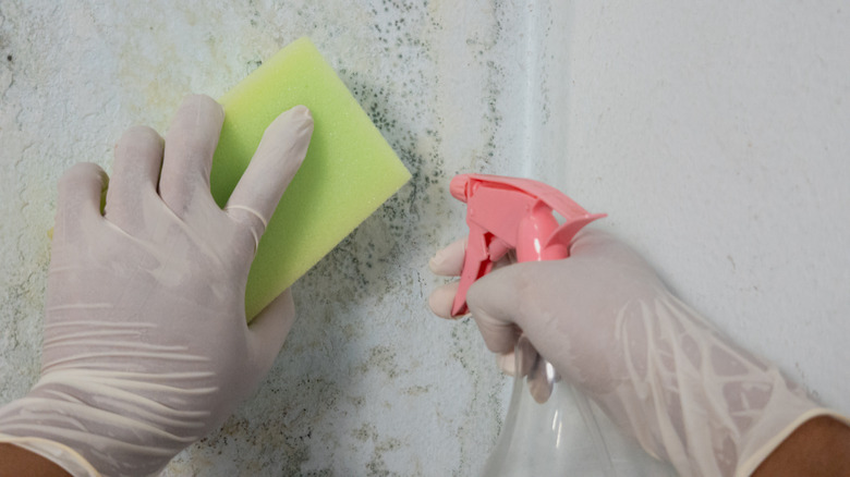 gloved hand cleaning mold off wall