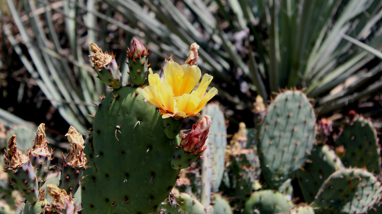 A prickly pear plant flowering in a garden