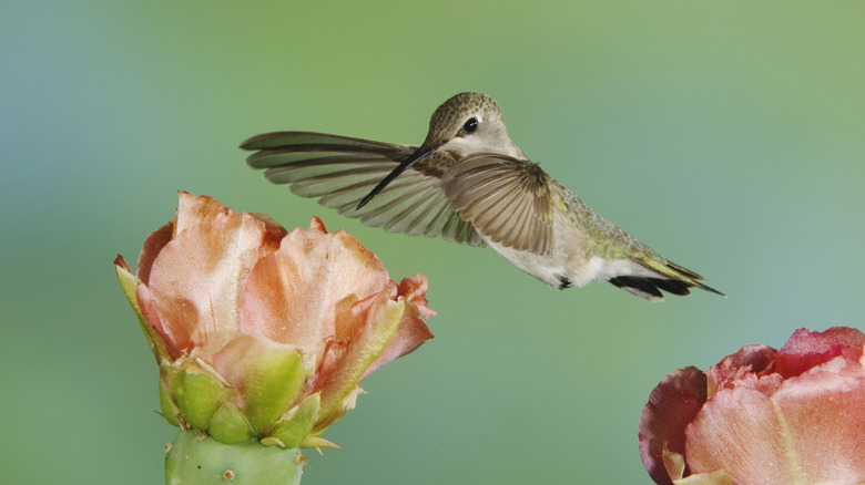 A hummingbird feeding on the nectar of a flowering prickly pear plant