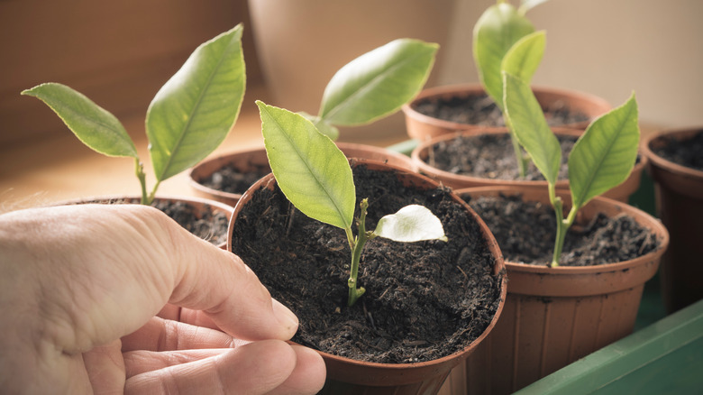 tray of potted lemon tree saplings growing indoors