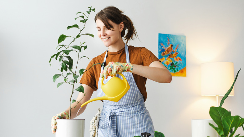 woman watering lemon tree indoors
