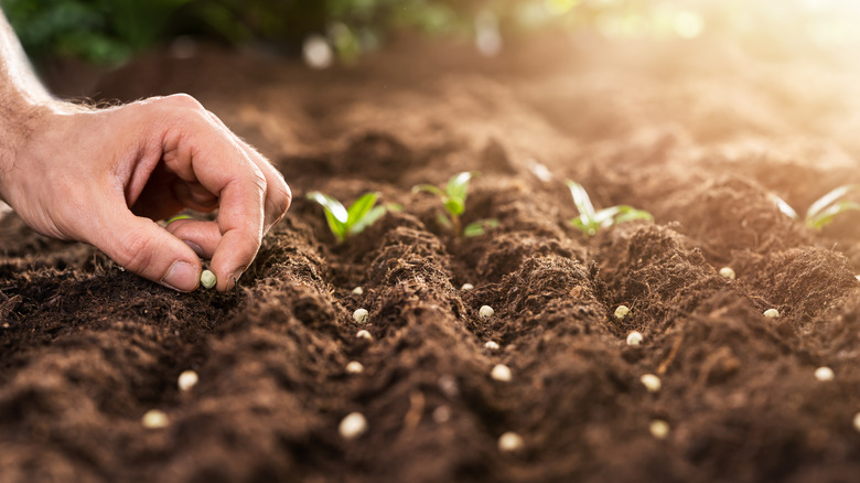 hands planting seeds in garden