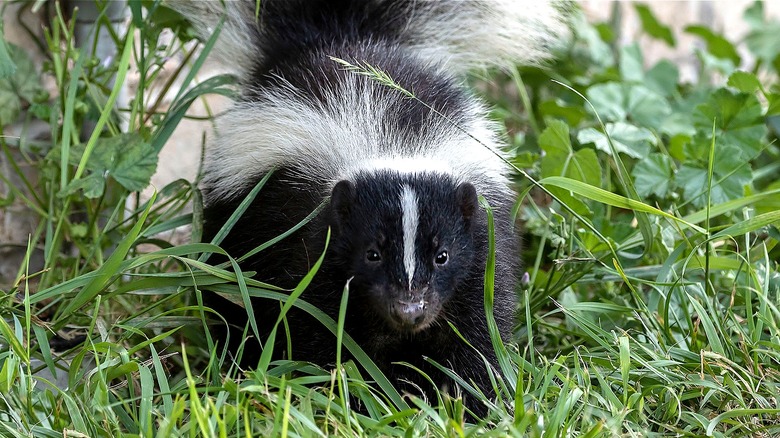 Skunk in grass near house