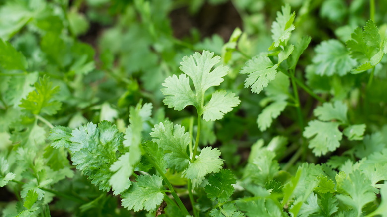 close up of cilantro plant