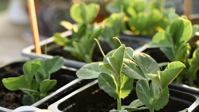 Pea seedlings in nursery pots