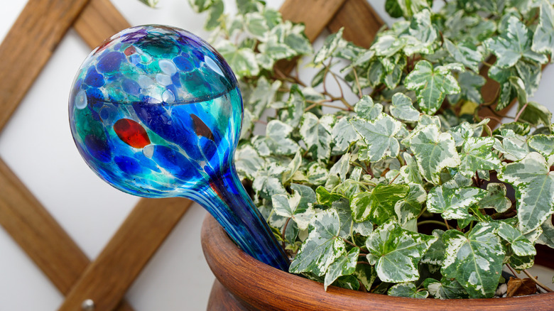 Moisture globe in ivy