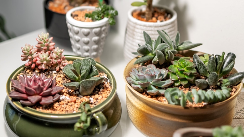 Variety of succulents in pots