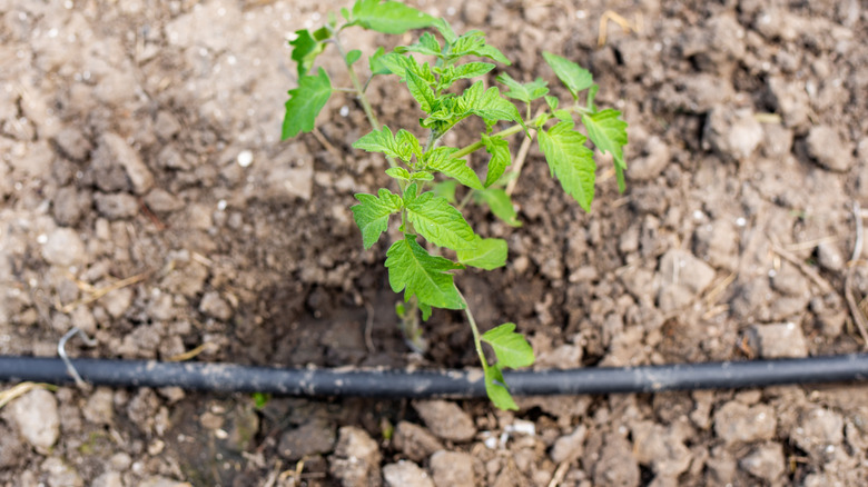 drip irrigation for tomatoes