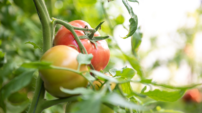 Tomatoes ripening on a vine