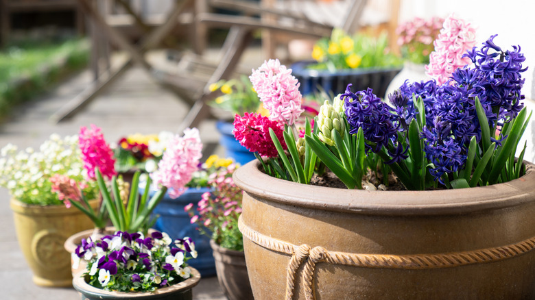 Pots of multicolored flowers sitting out on a patio