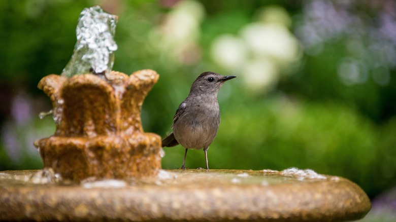 Brown bird on fountain
