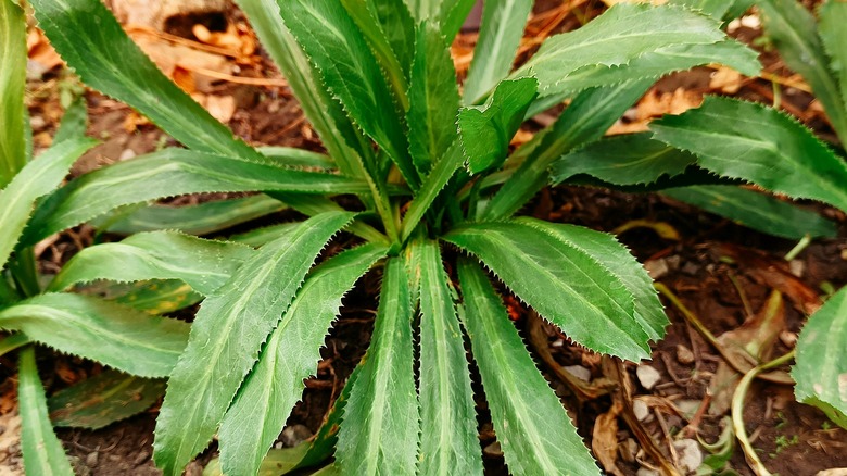 Close-up of a culantro plant growing in a garden bed showing the long, saw-toothed leaves