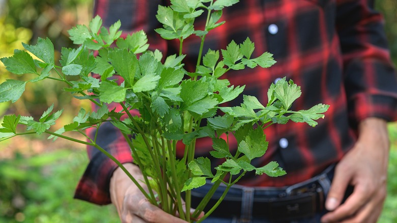 A gardener holding some freshly cut stems of cilantro