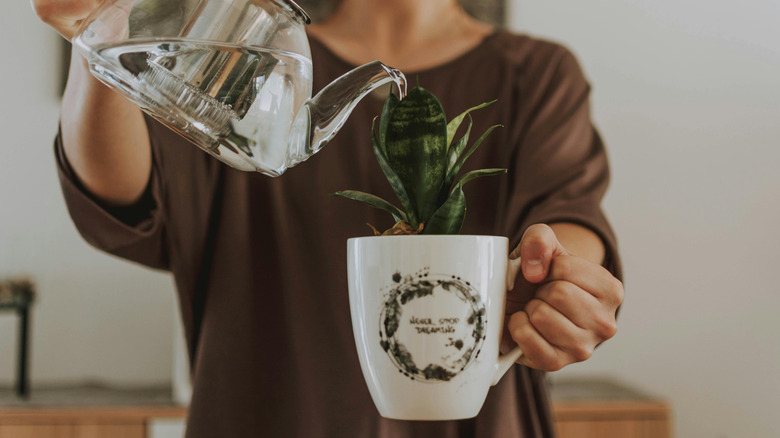 Person watering a plant inside a mug