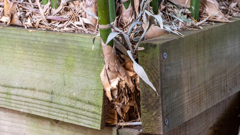Bamboo growing through retaining wall
