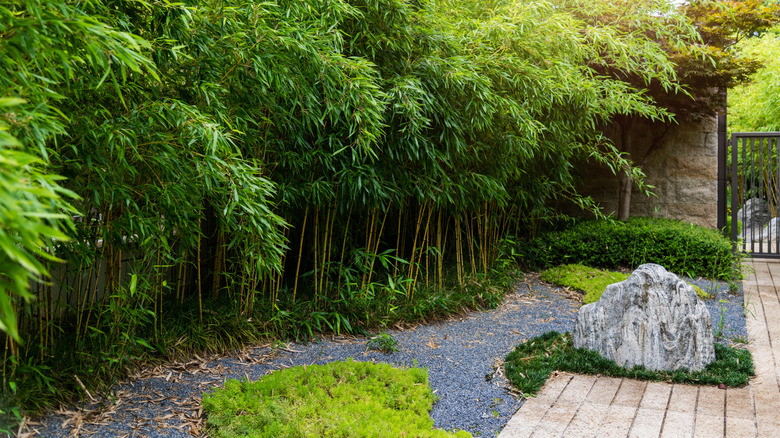 Bamboo planted along side of a yard