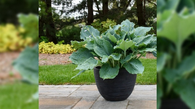 Shadowland 'Diamond Lake' hosta growing in a pot