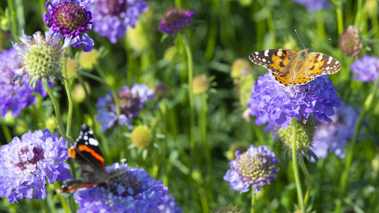 Butterflies on scabiosa flower.