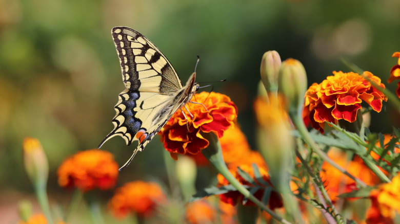 Butterfly on marigolds.