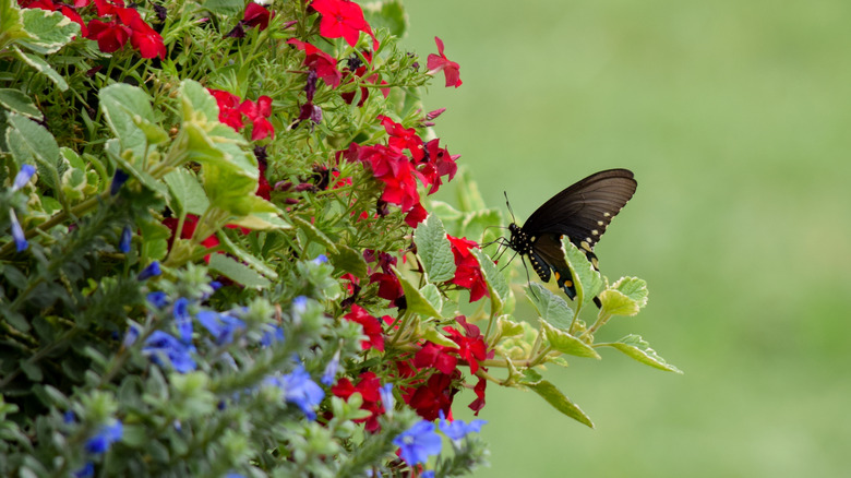Butterfly on red and blue flowers.
