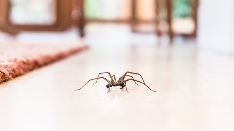 Spider on floor of home