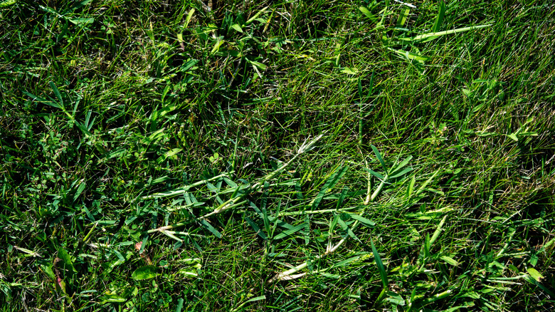 Crabgrass on a green lawn
