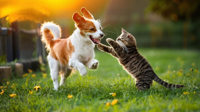 Playful brown and white dog plays with brown tabby cat in yard