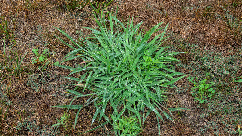 large patch of crabgrass