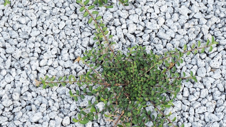 weeds grow through gravel