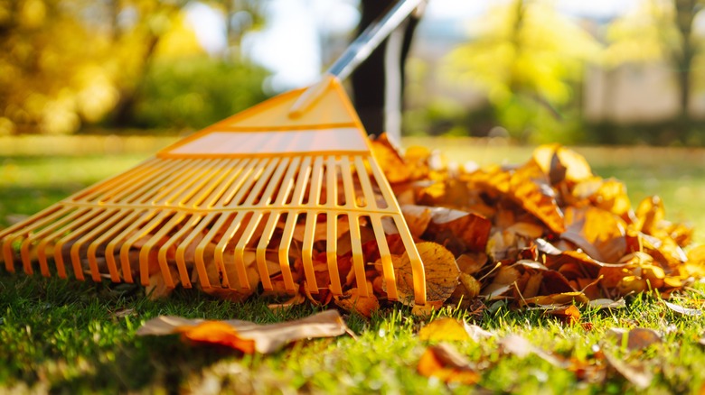 man raking fall leaves