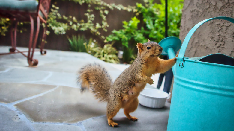 squirrel playing on patio