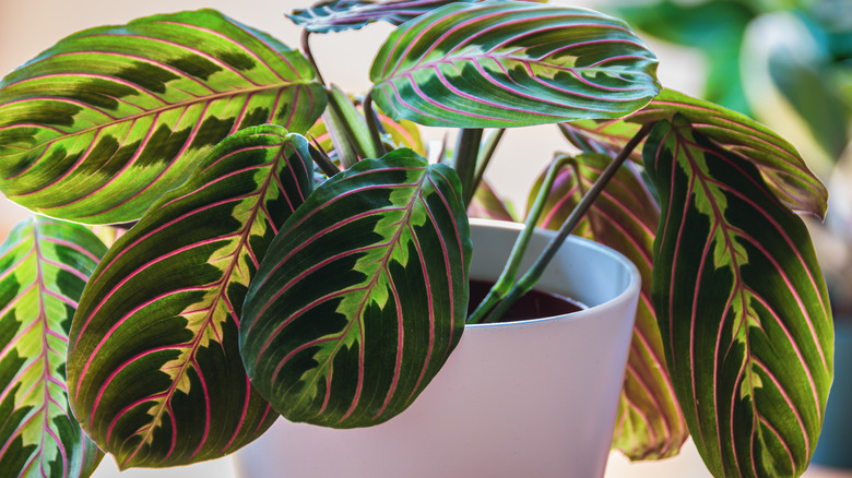 indoor prayer plant 