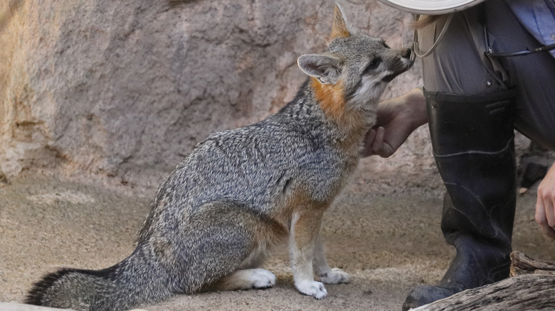 A person petting a gray fox that is sitting nicely