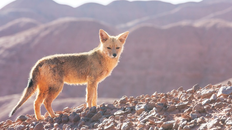 A gray fox striking a pose in the wild