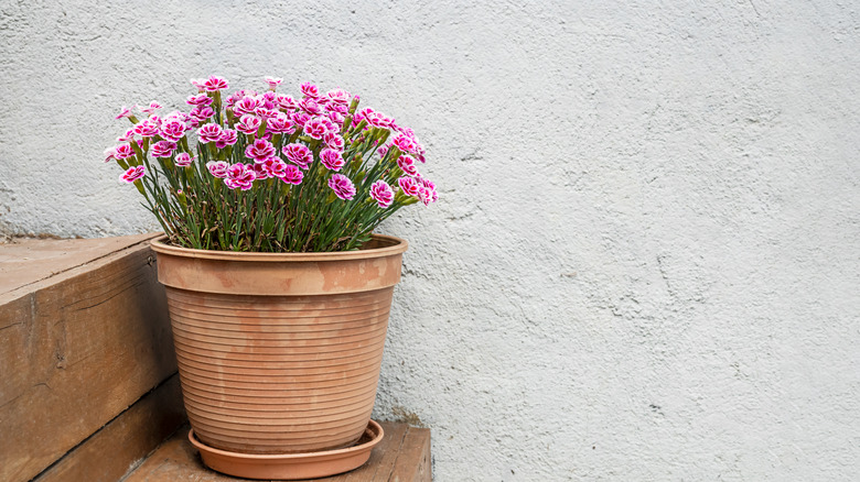Dianthus growing in a large terracotta pot against a rendered cement wall
