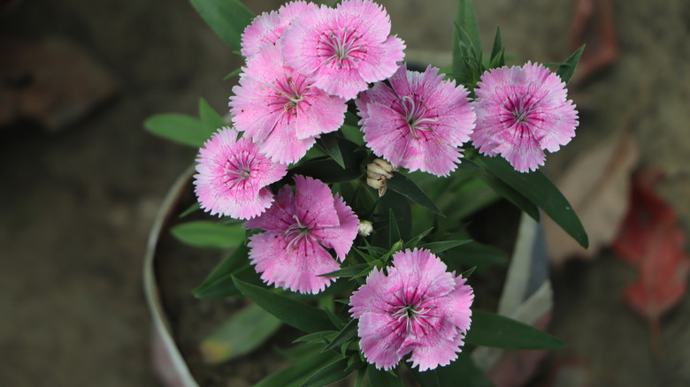 Top view of Cheddar pink blooms growing out of a container