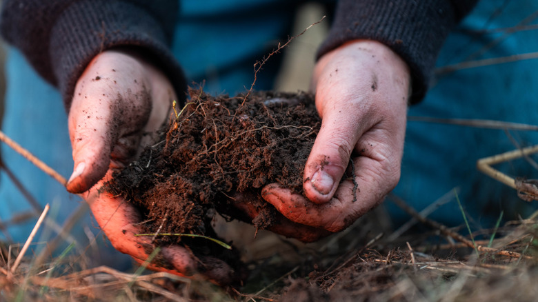 Gardener holds handful of soil