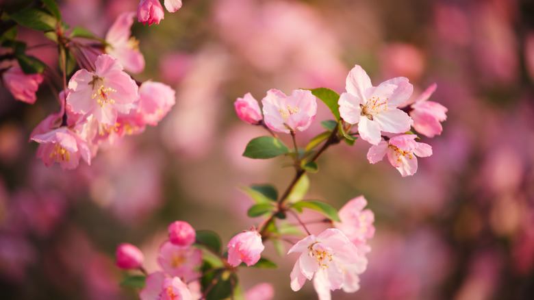 Branch of flowering crabapple tree.