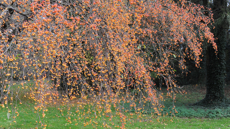 Weeping crabapple tree with yellow fruit.