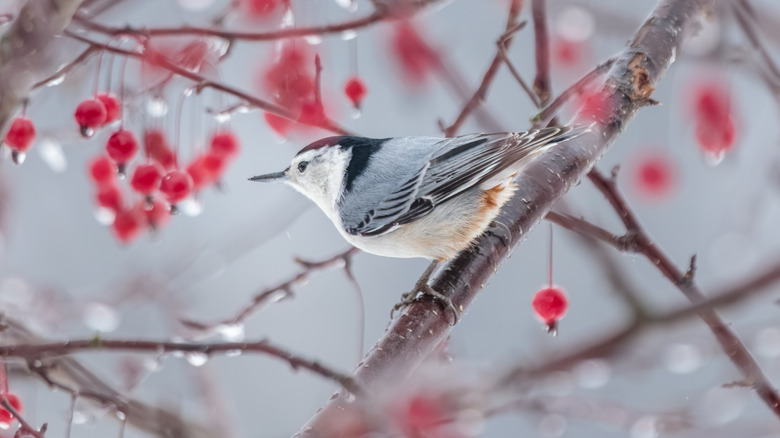 A bird in a crabapple tree in winter
