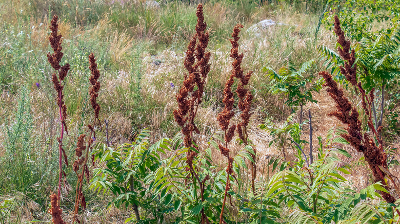 Tall, curly dock plants in the sun, highlighting the reddish colour of the blooms.