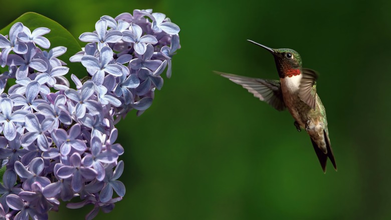hummingbird drinking from lilac blossom